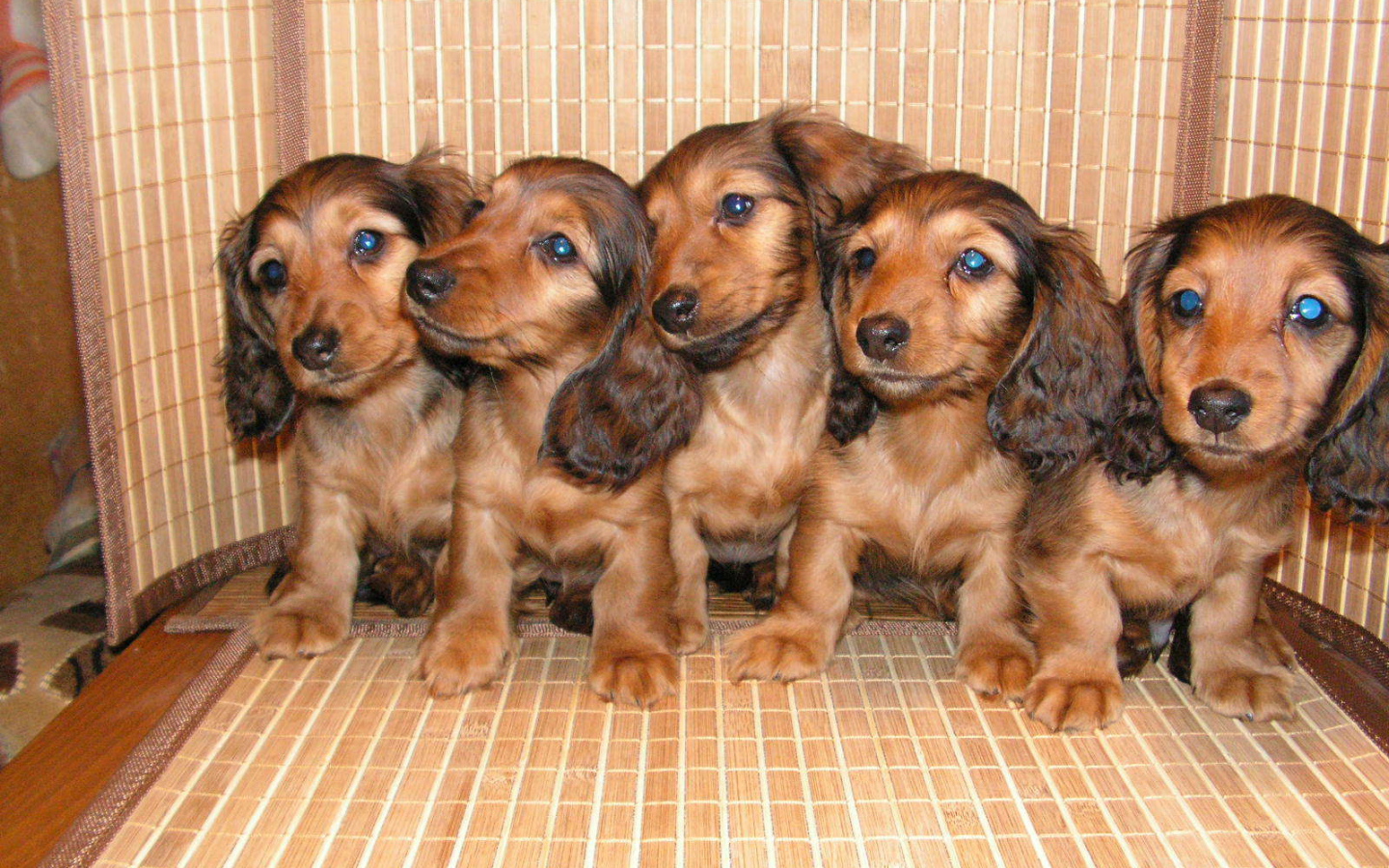 Пушистые щенки таксы