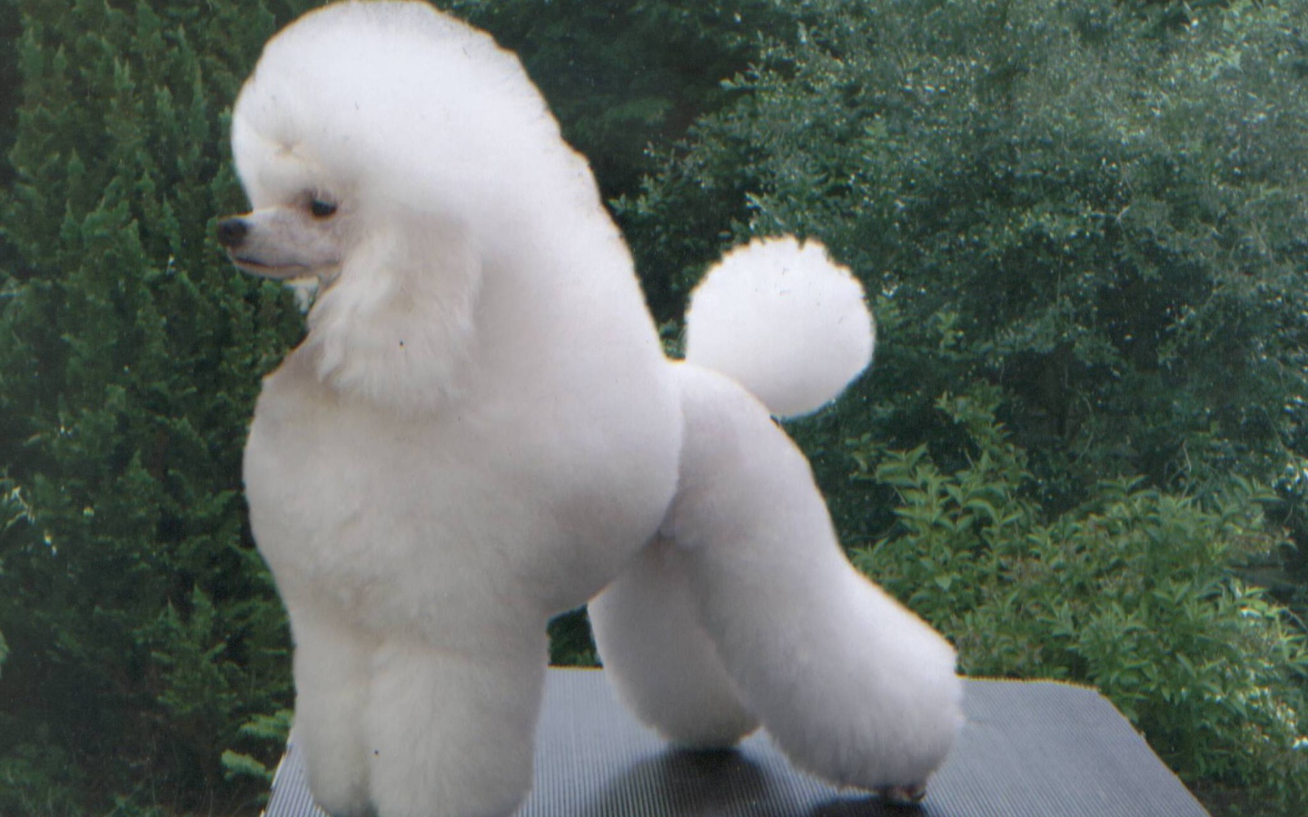 fluffy white poodle