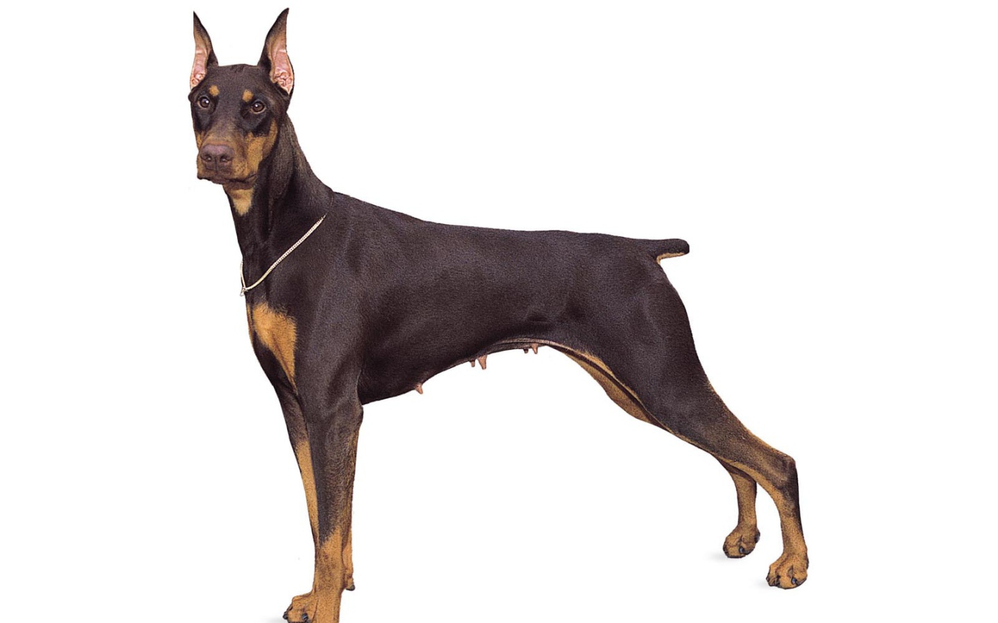 Стойка собаки добермана