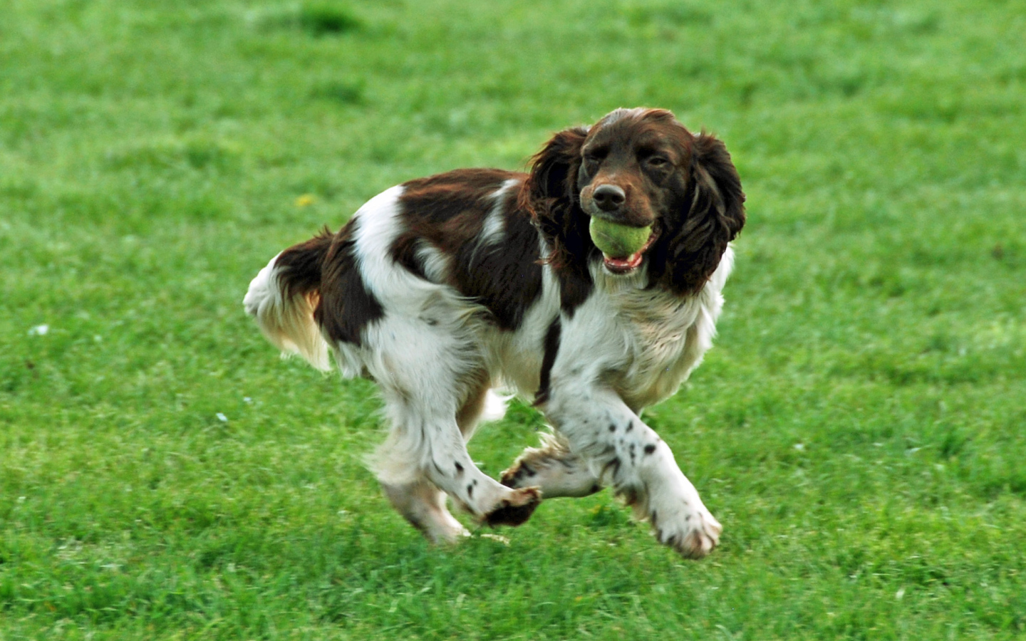 Забавный английский спрингер спаниель