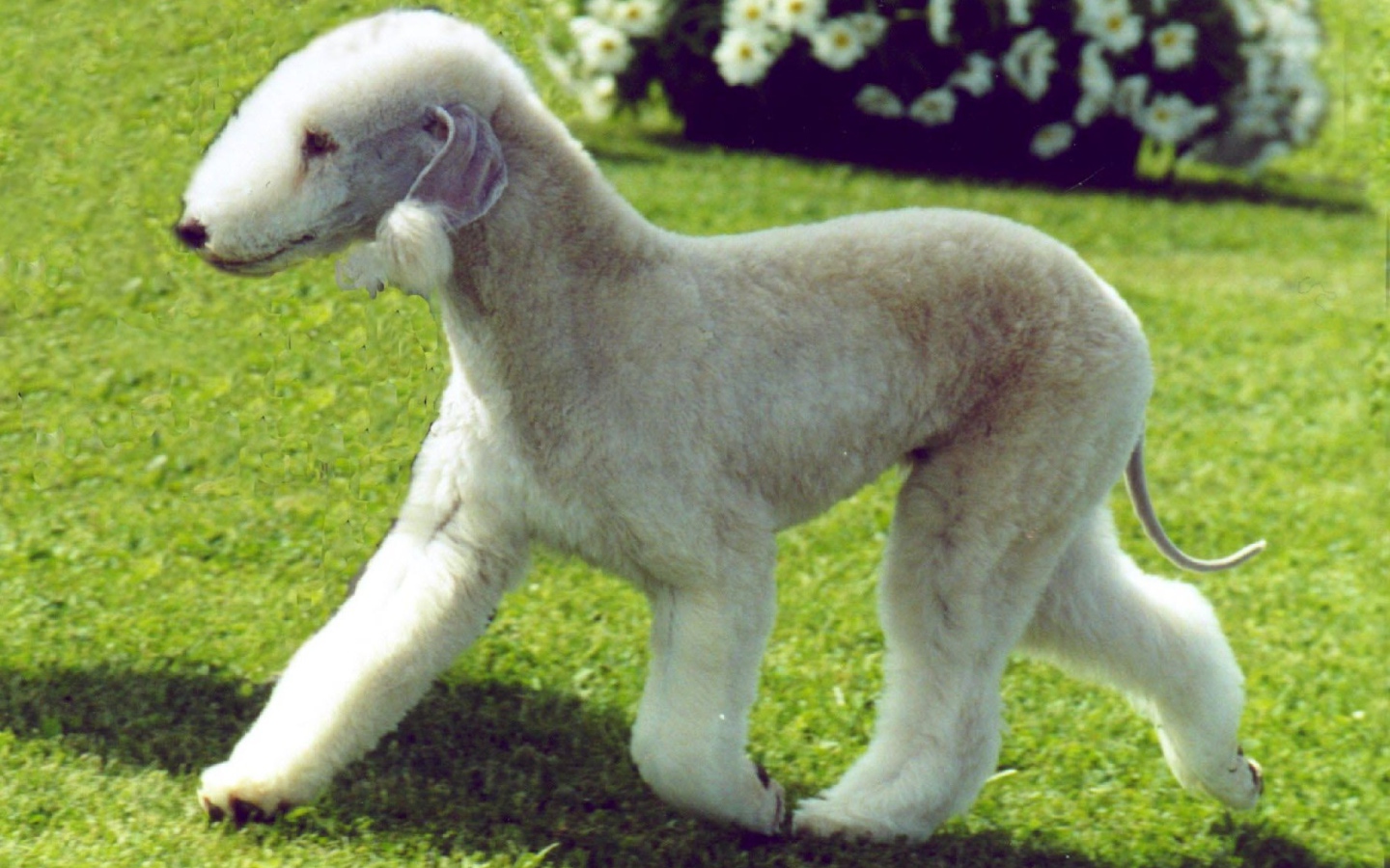 Забавный пес бедлингтон терьер