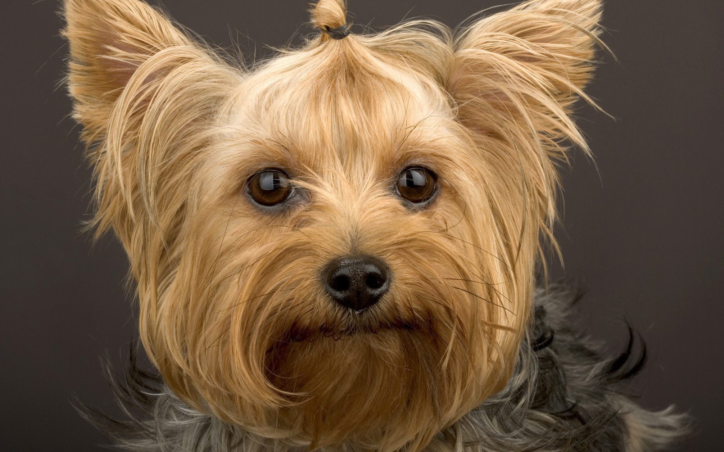 Забавный пес йоркширский терьер