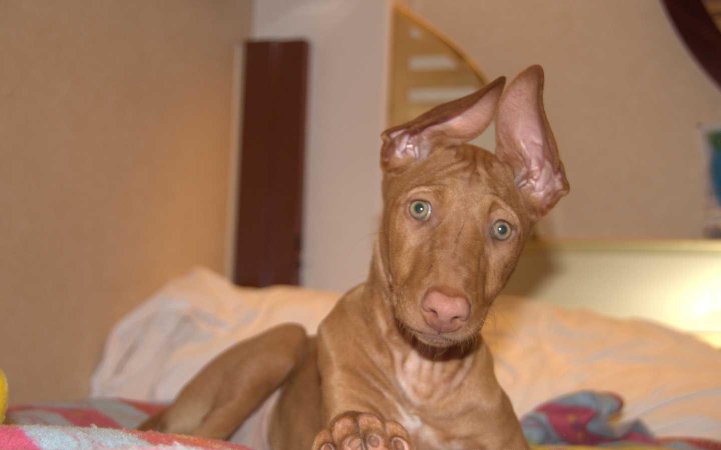 Забавные уши у фараоновой собаки