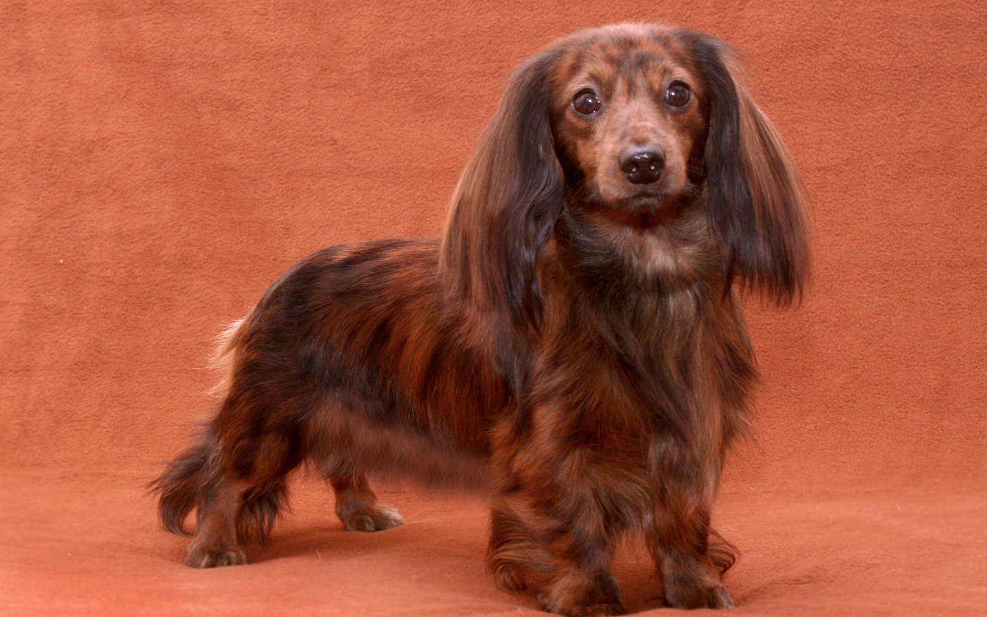 Пушистая такса позирует