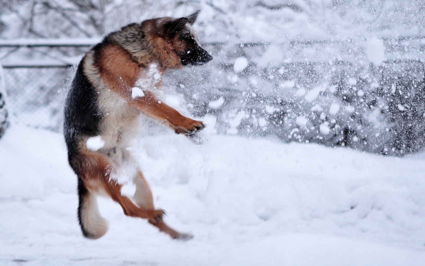 Немецкая овчарка ловит снежки