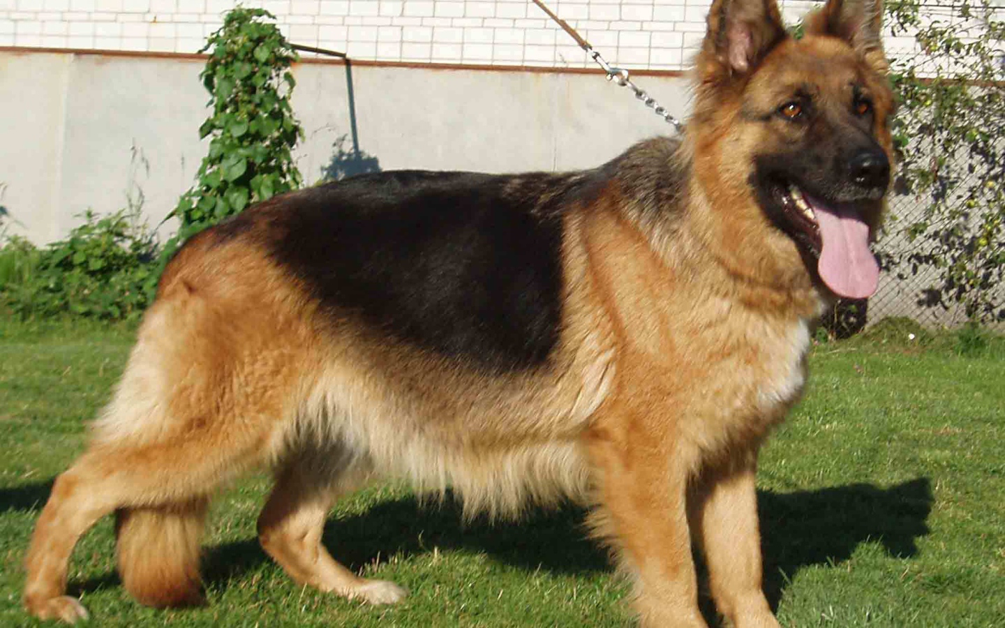 Немецкая овчарка на поводке