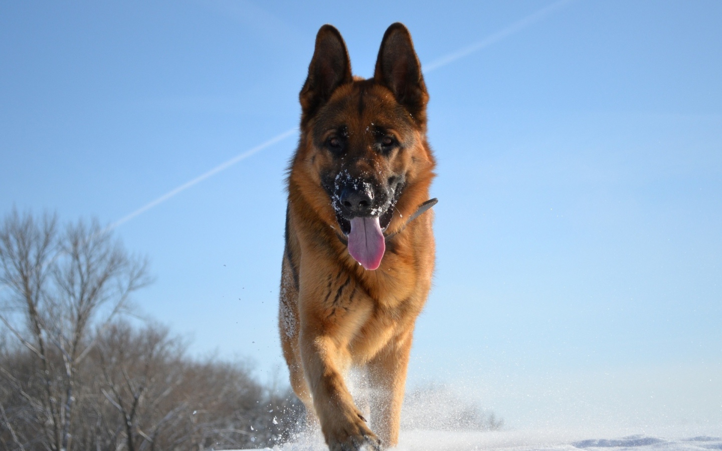 German Shepherd on a winter day