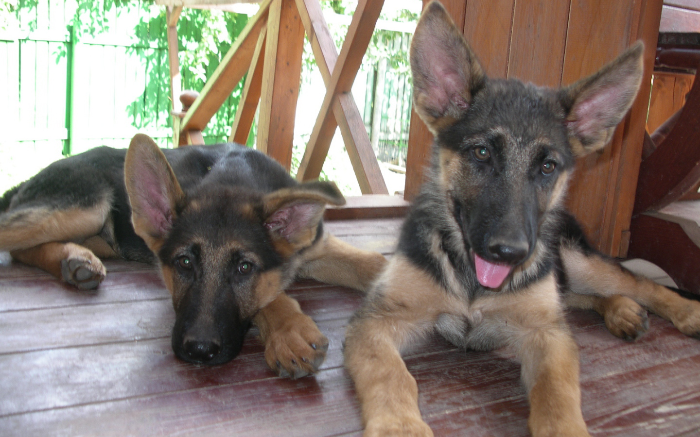 Щенки немецкой овчарки отдыхают на веранде