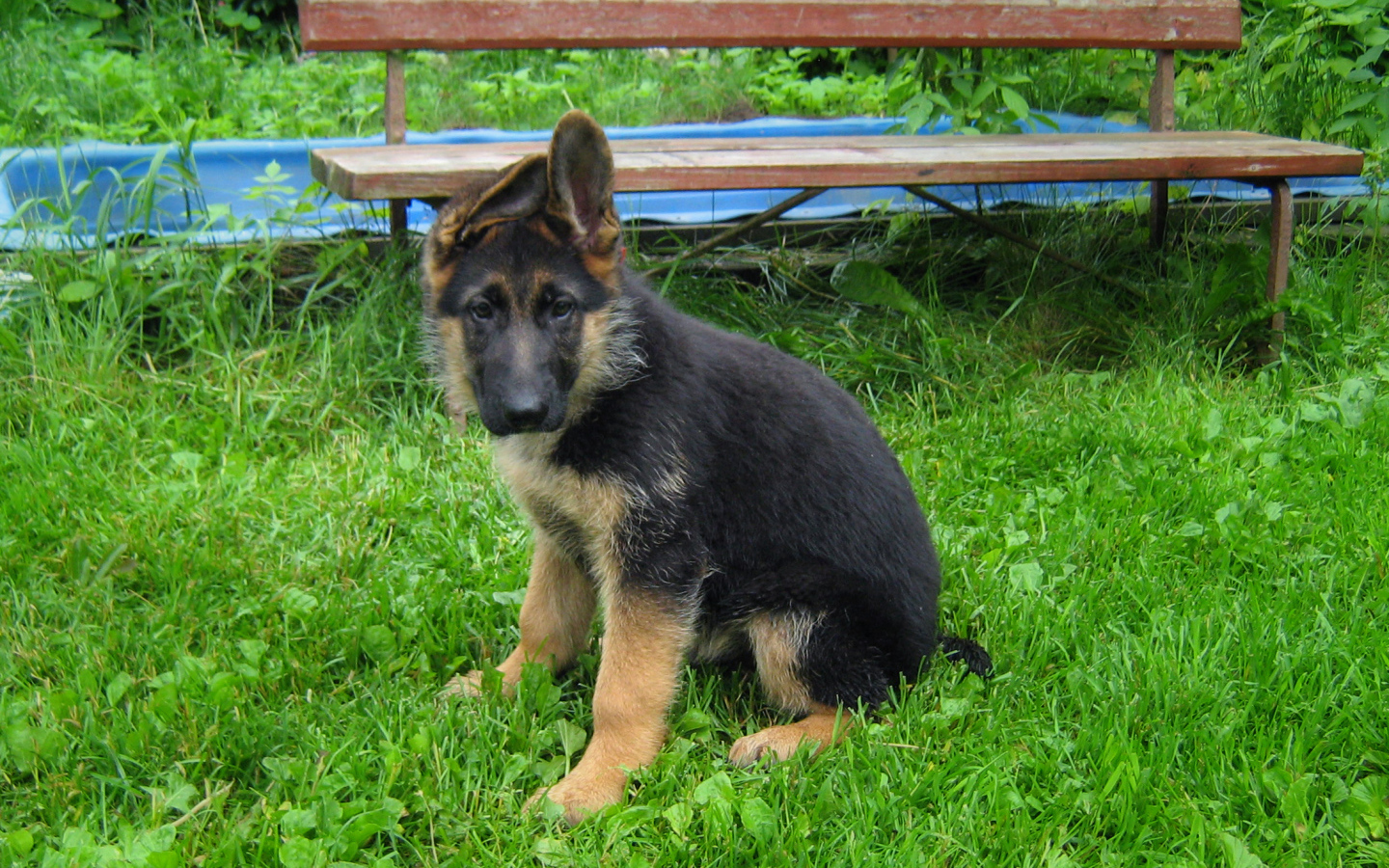 Щенок немецкой овчарки у скамейки