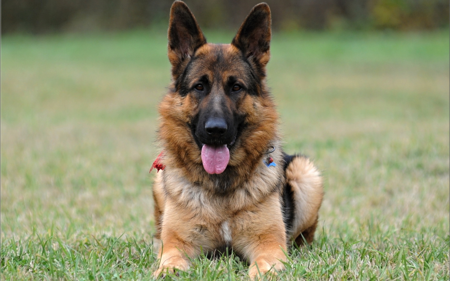 Немецкая овчарка навострила уши