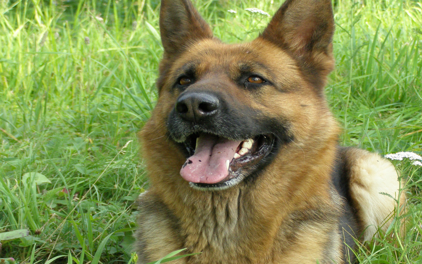 Немецкая овчарка улыбается