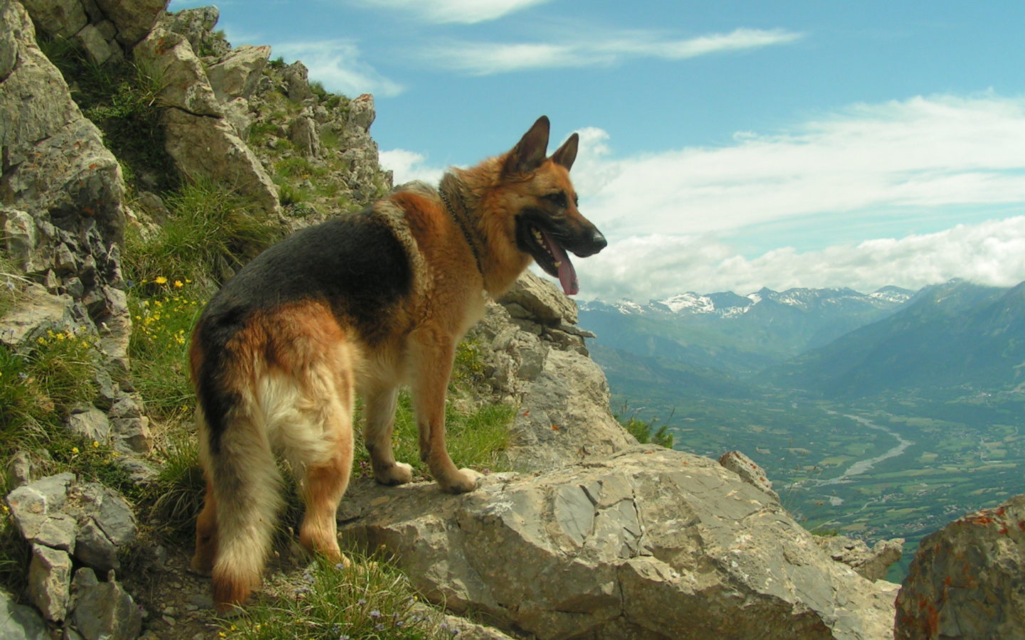 German shepherd in the mountains