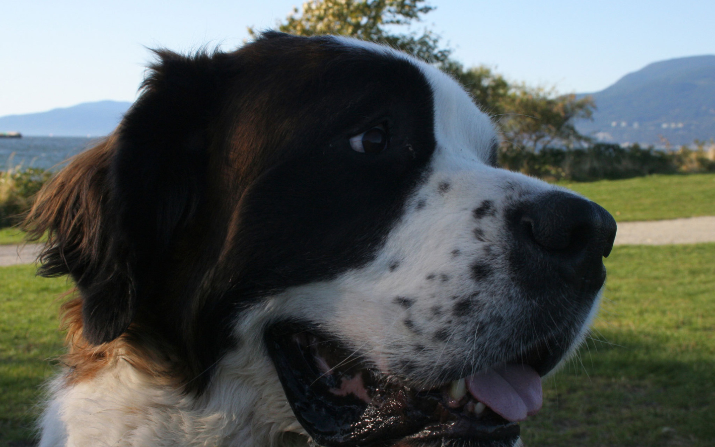 Довольный пес сенбернар