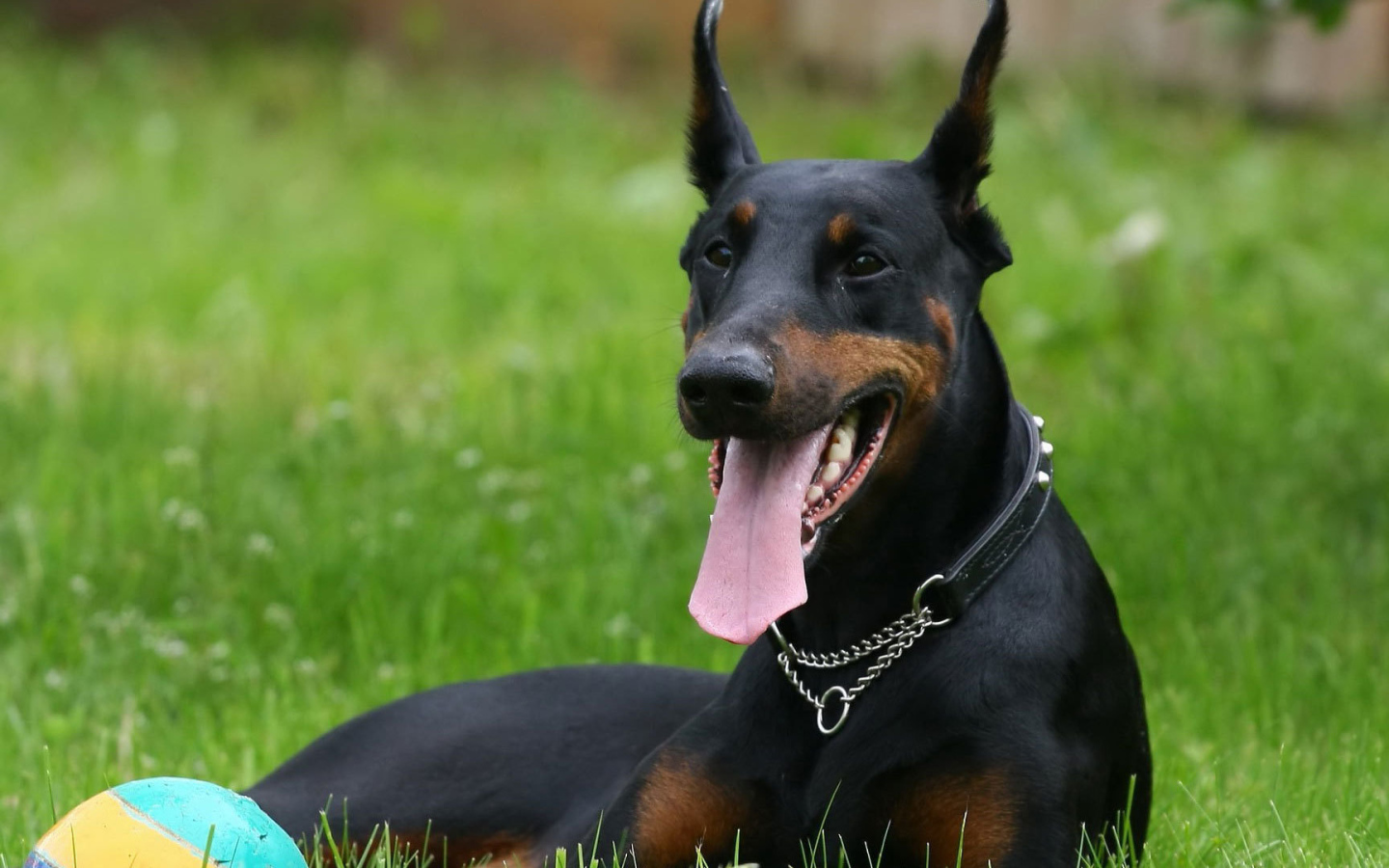 Довольный доберман с мячом