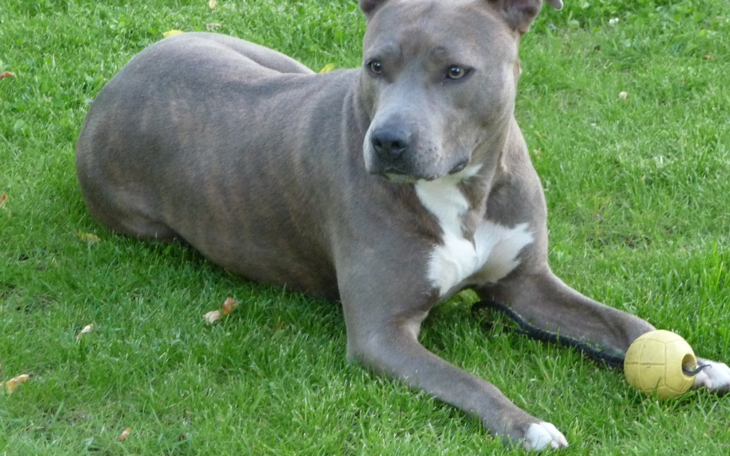 Серый американский стаффордширский терьер