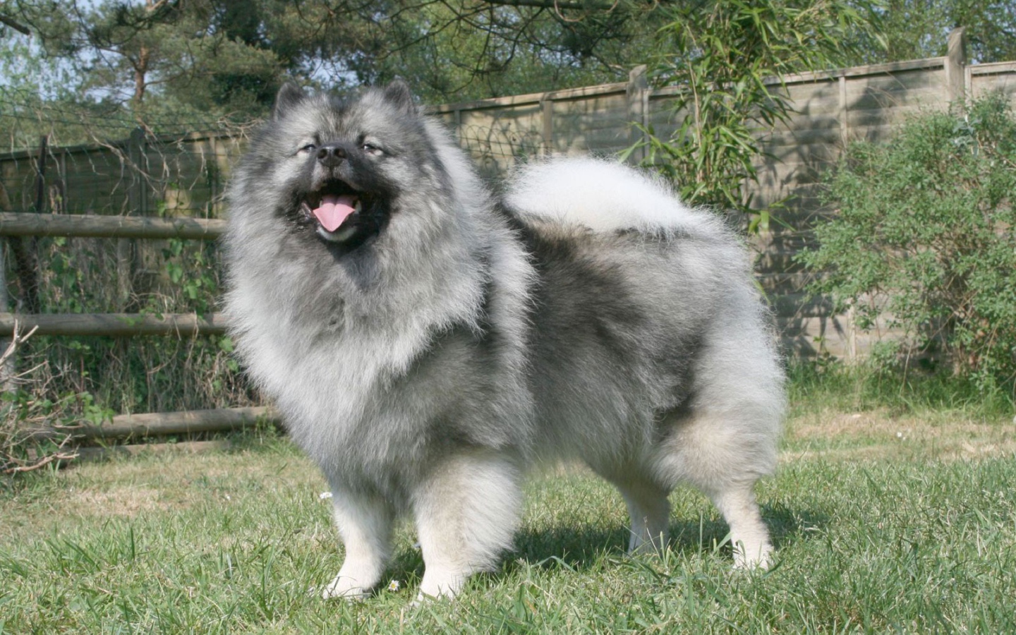 Серый японский шпиц