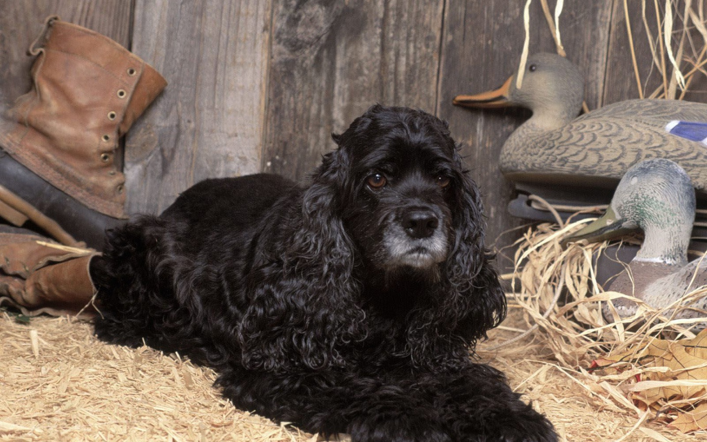 Охотничий спаниель в сарае