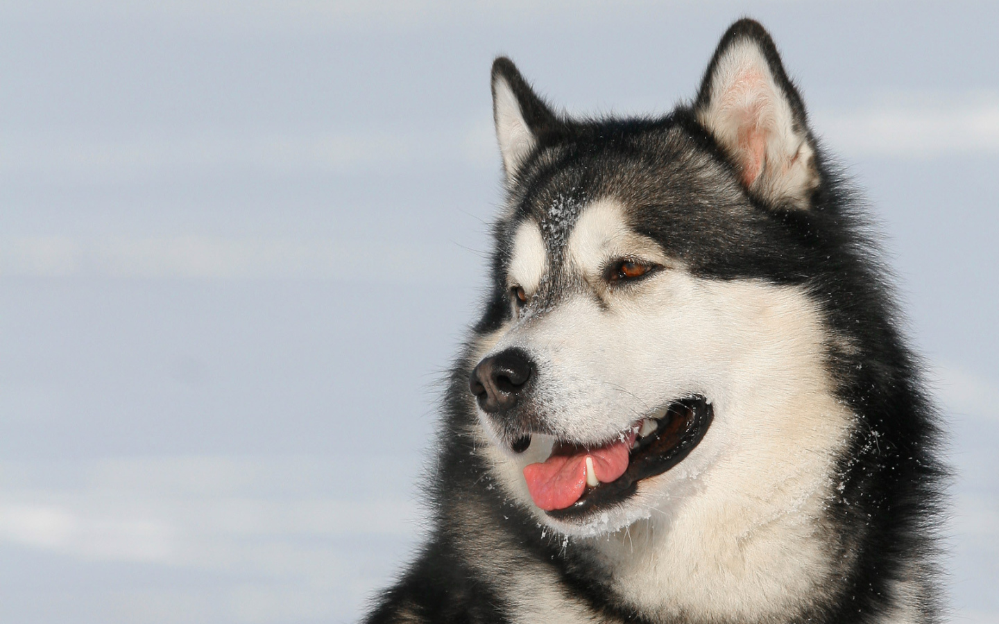 Пес лайка улыбается