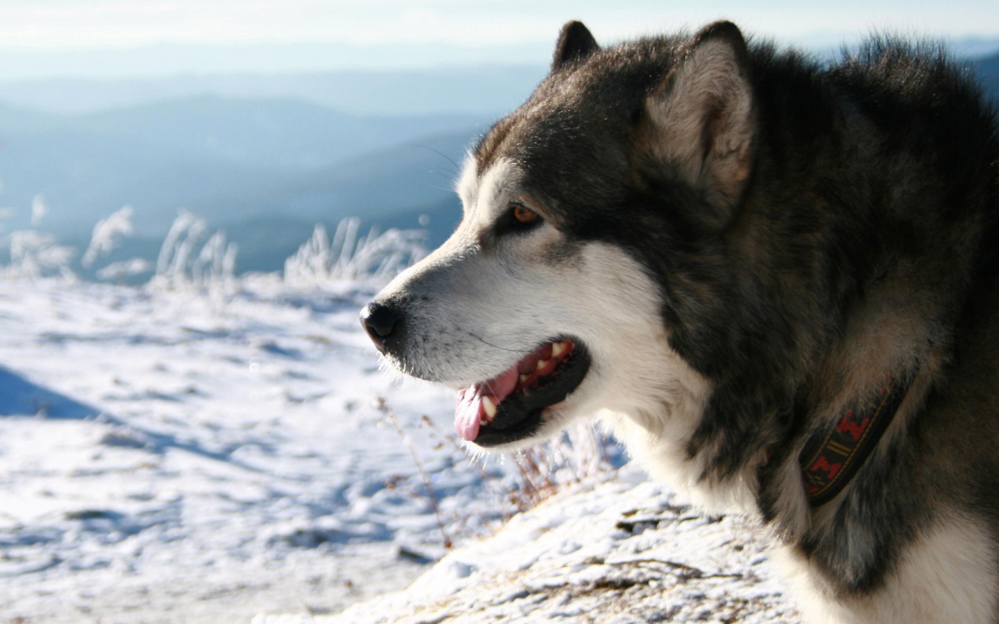 Лайка смотрит на поле