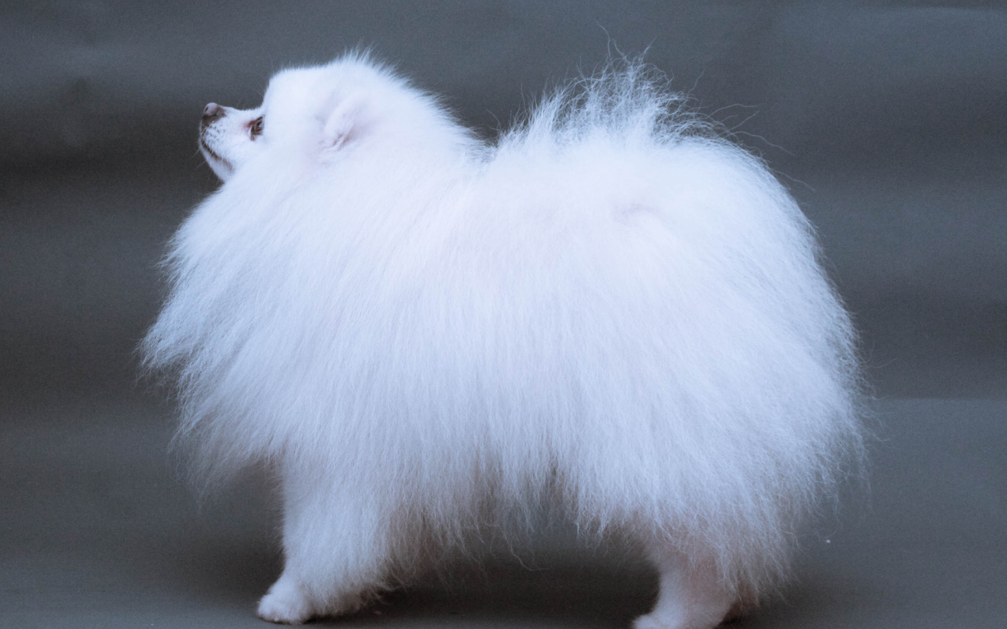 Японский шпиц позирует