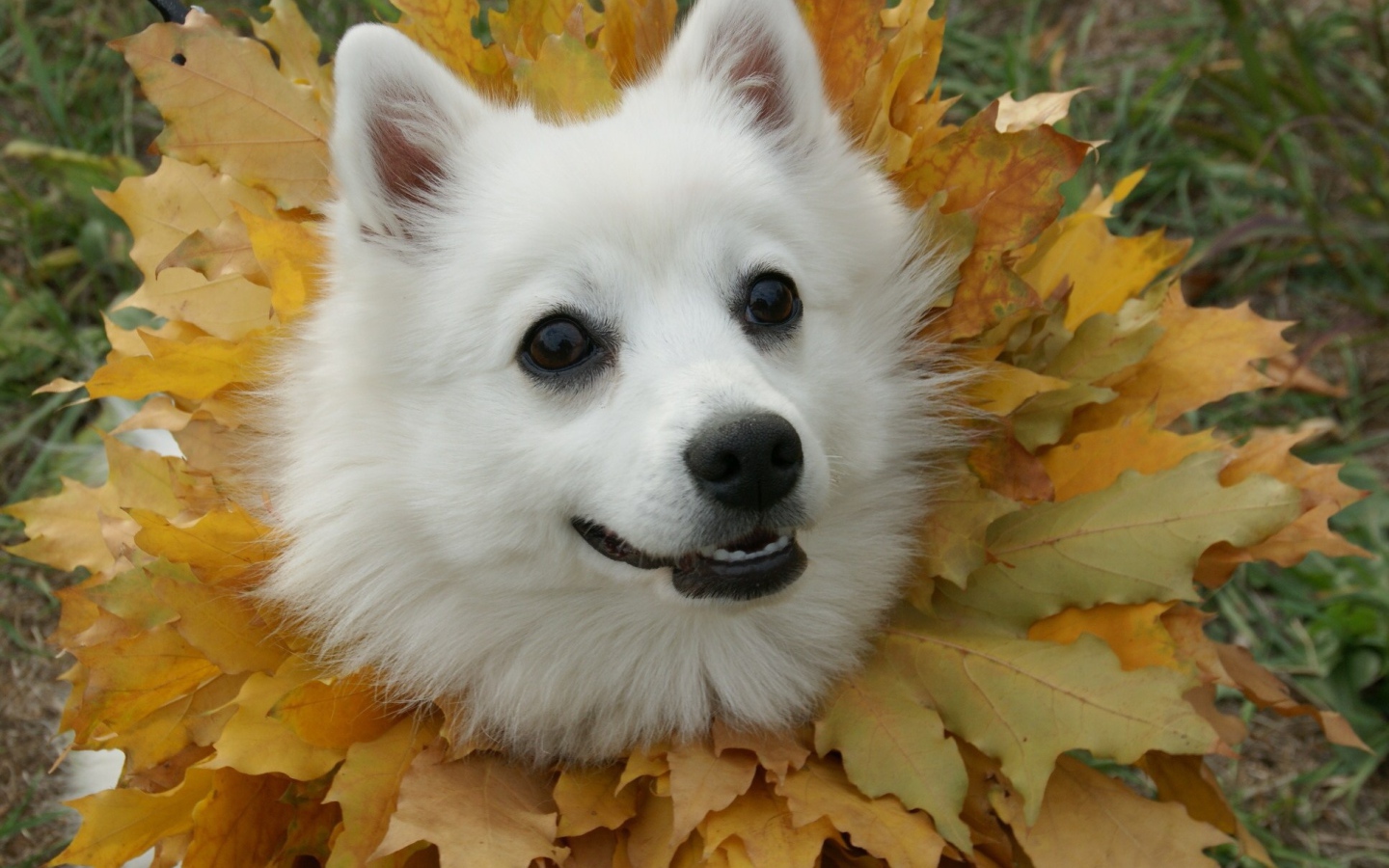 Японский шпиц в осеннем наряде