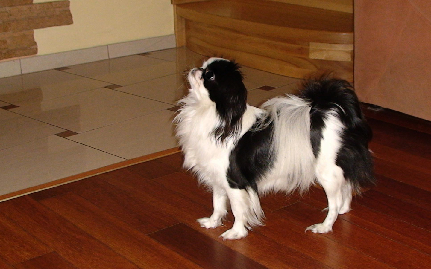 Японский хин на полу