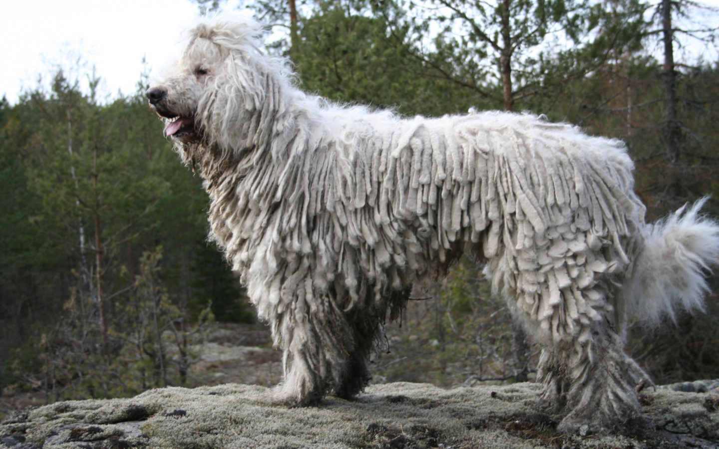 Собака комондор в лесу