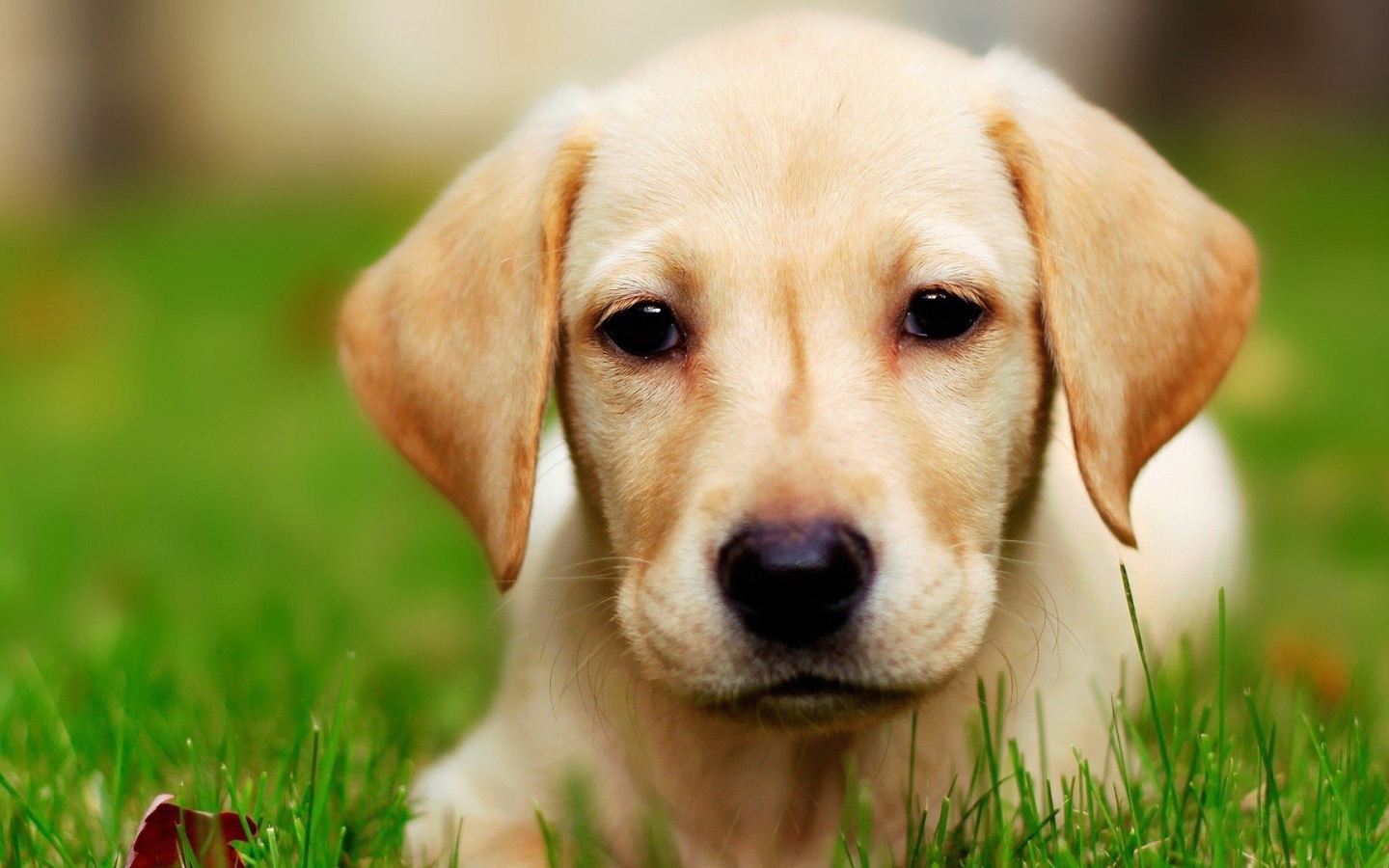 Щенок собаки лабрадор