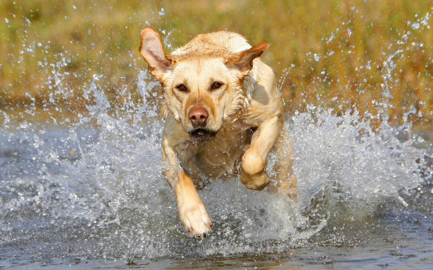 Лабрадор бежит по воде