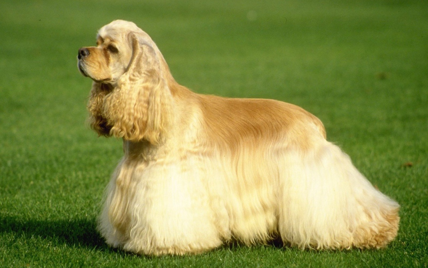 Ухоженный английский спаниэль