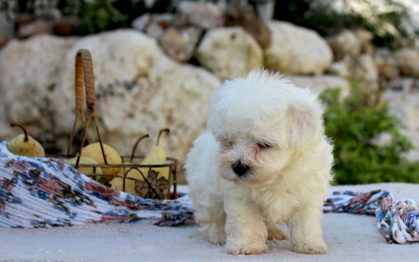 Болонка и корзина фруктов