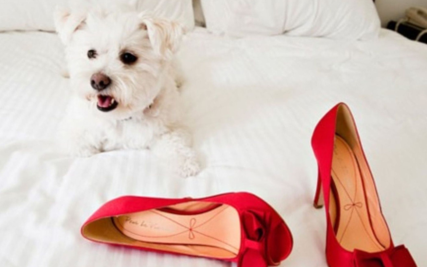 Болонка и красные туфли