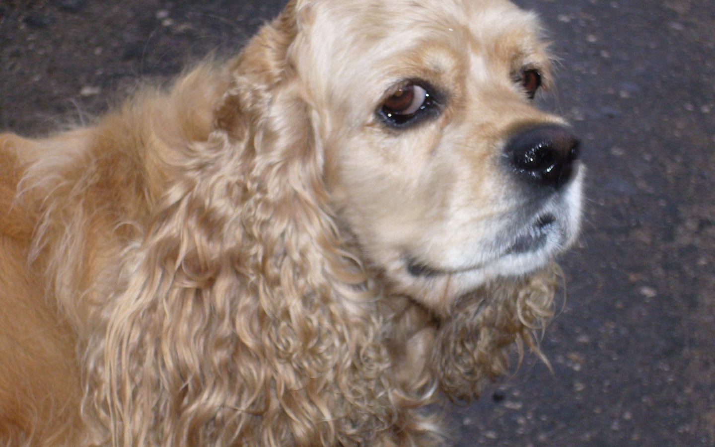 Хитрый взгляд собаки спаниеля