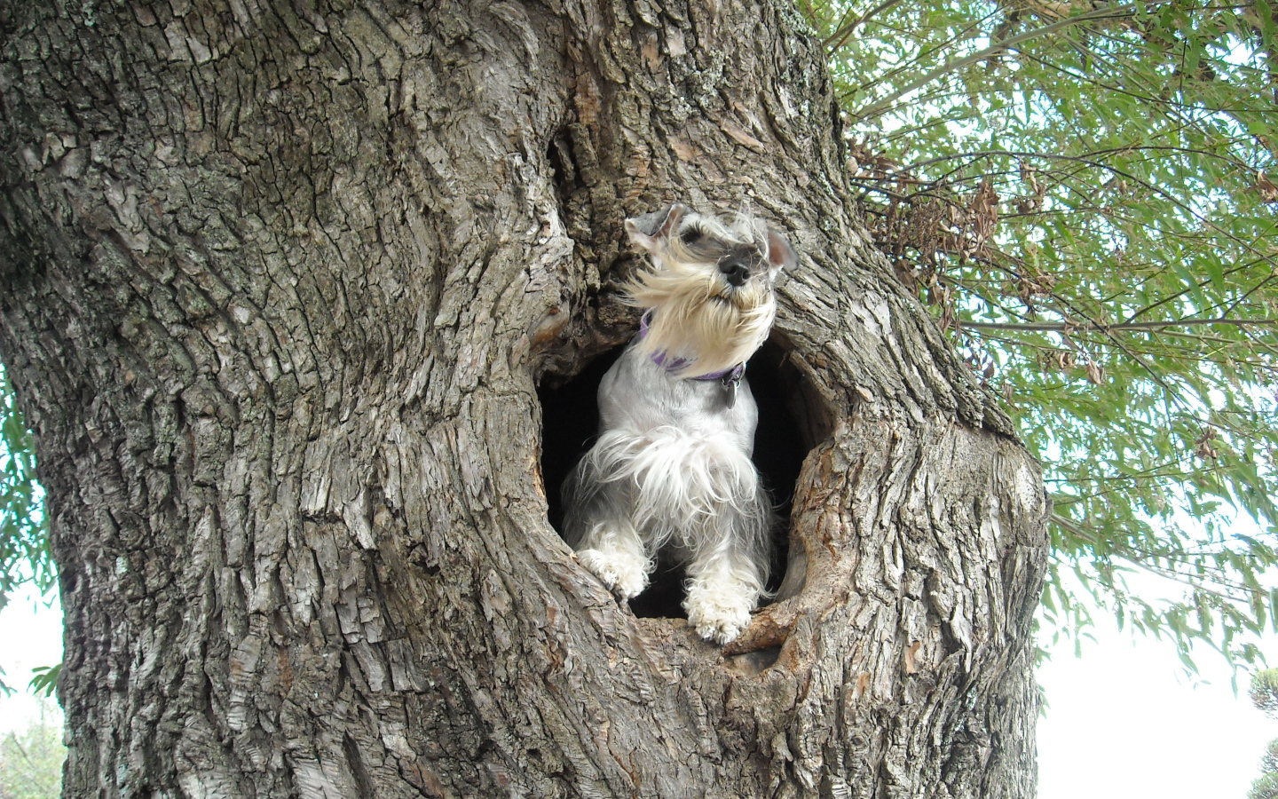 Маленький шнауцер на дереве