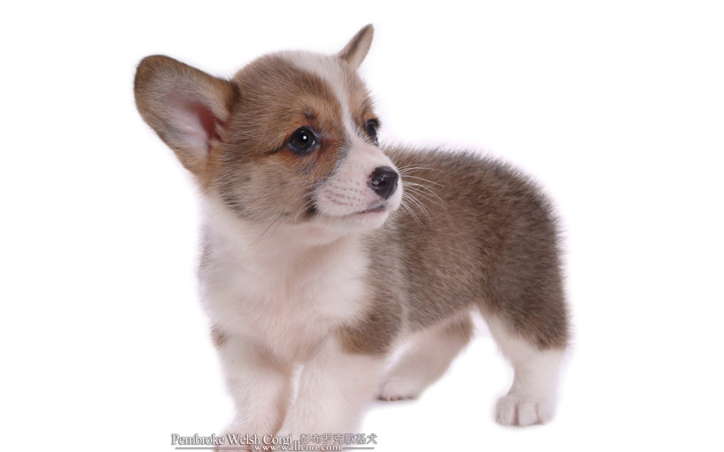 Маленький щенок вельш-корги