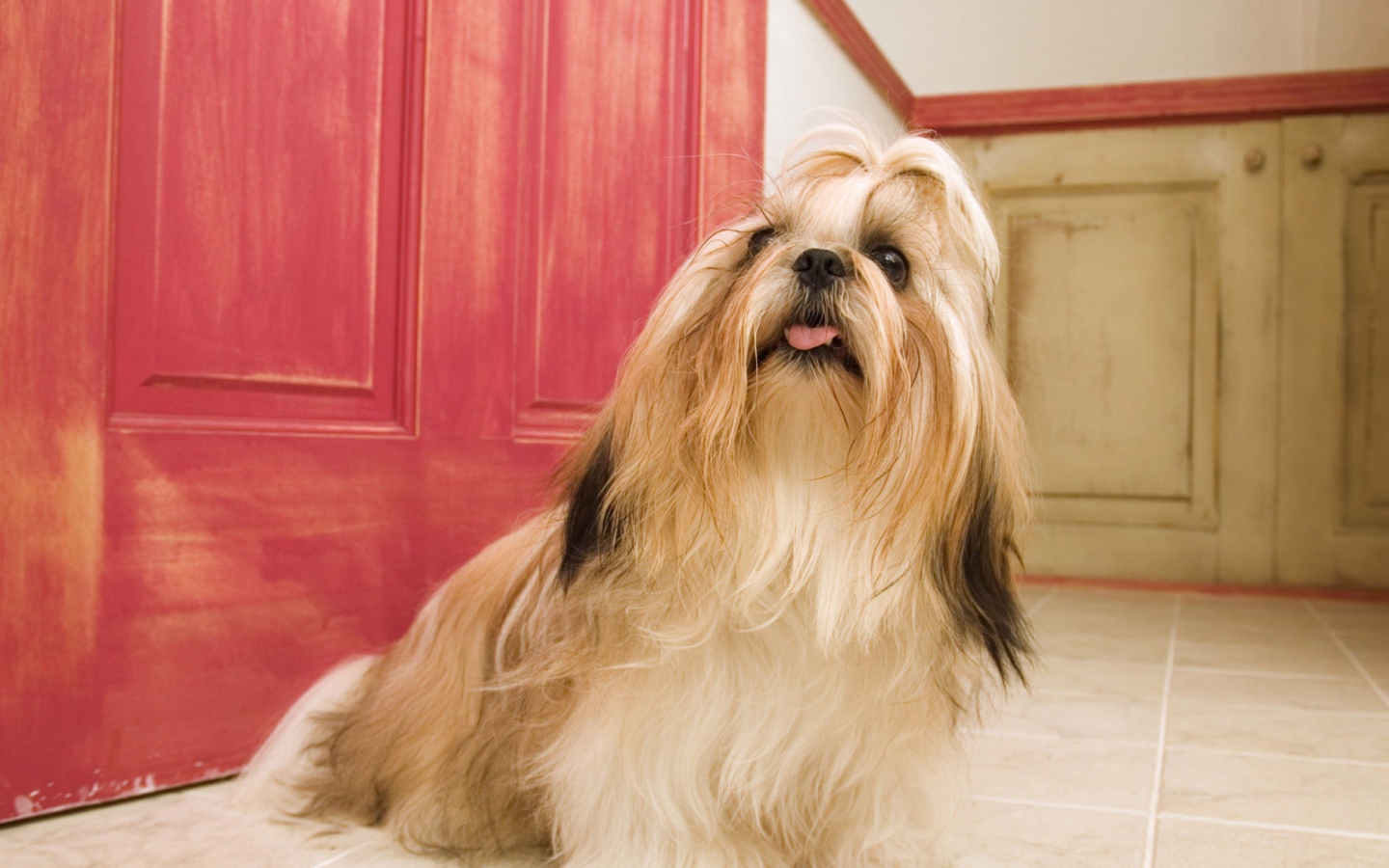 Длинные волосы у шитцу