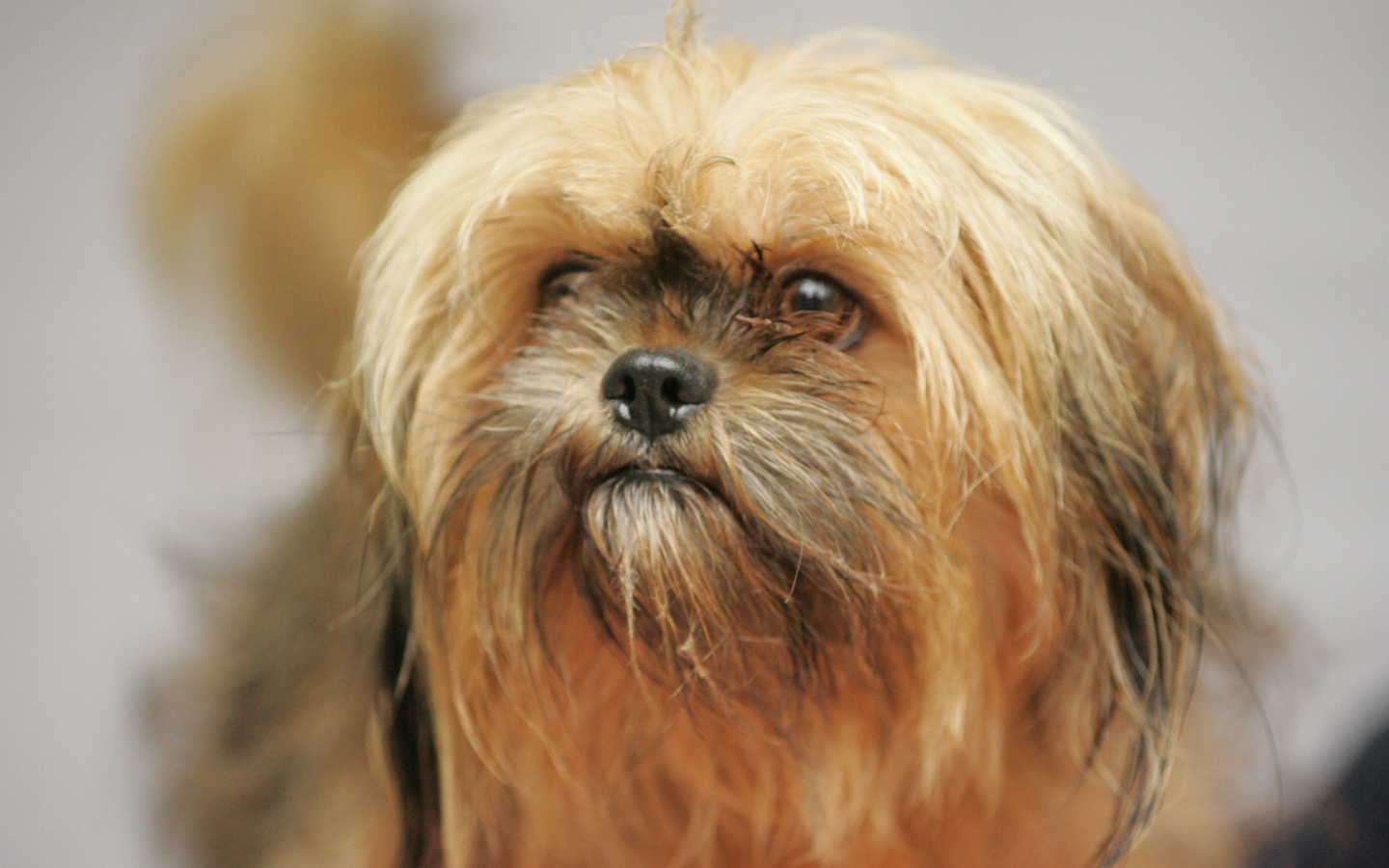 Взгляд милашки пекинеса