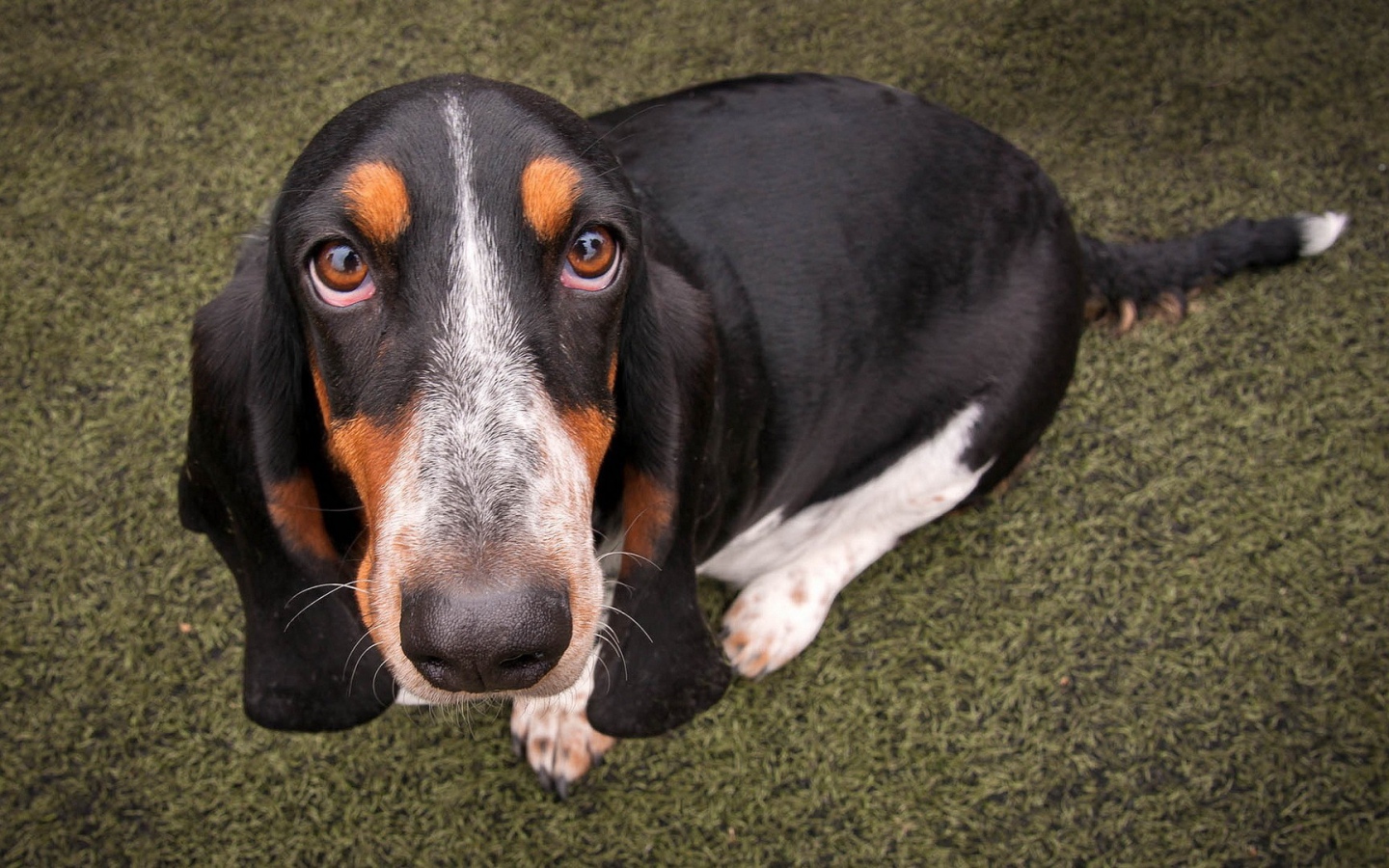 Преданный пес