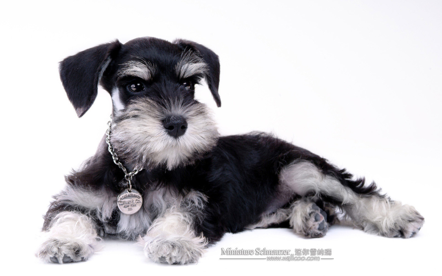 Миниатюрный шнауцер с наградой