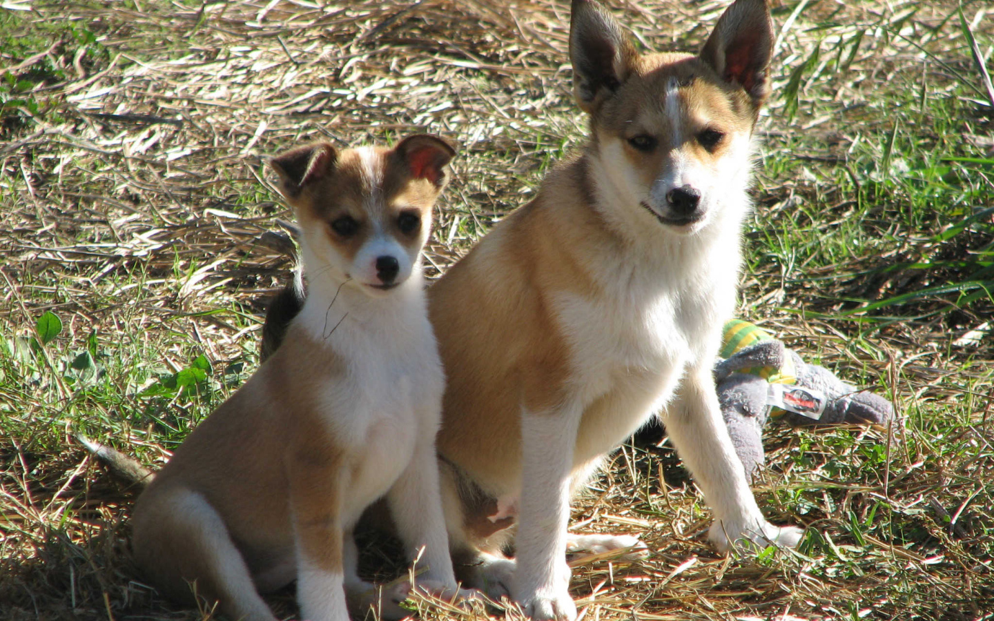Мама норвежский лундехунд с щенком