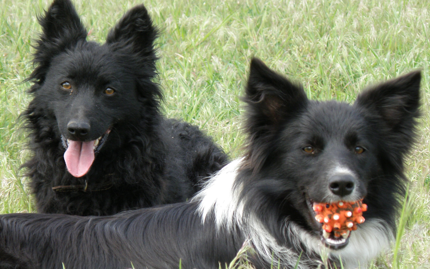 Собаки муди с игрушкой