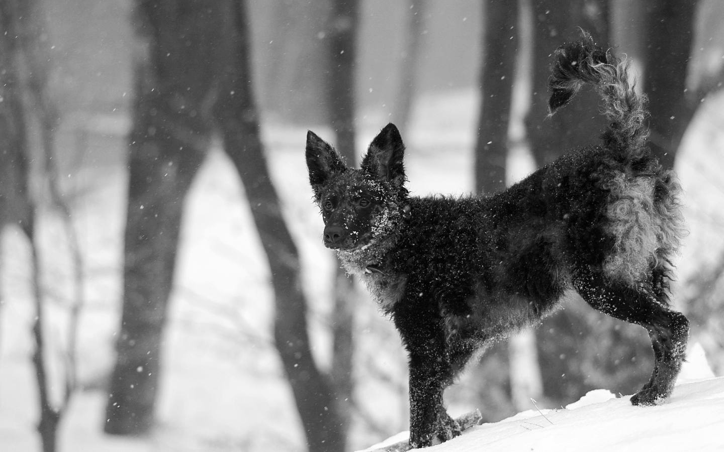 Муди на снегу