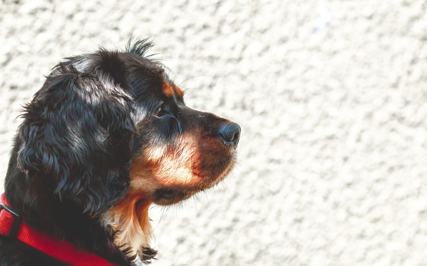 Мордочка кавалер кинг чарльз спаниеля