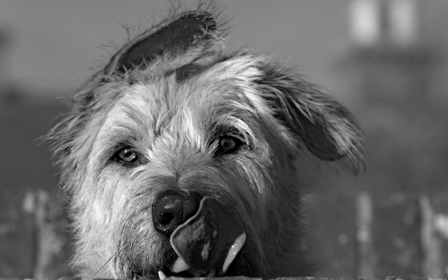 Мордочка ирландского волкодава