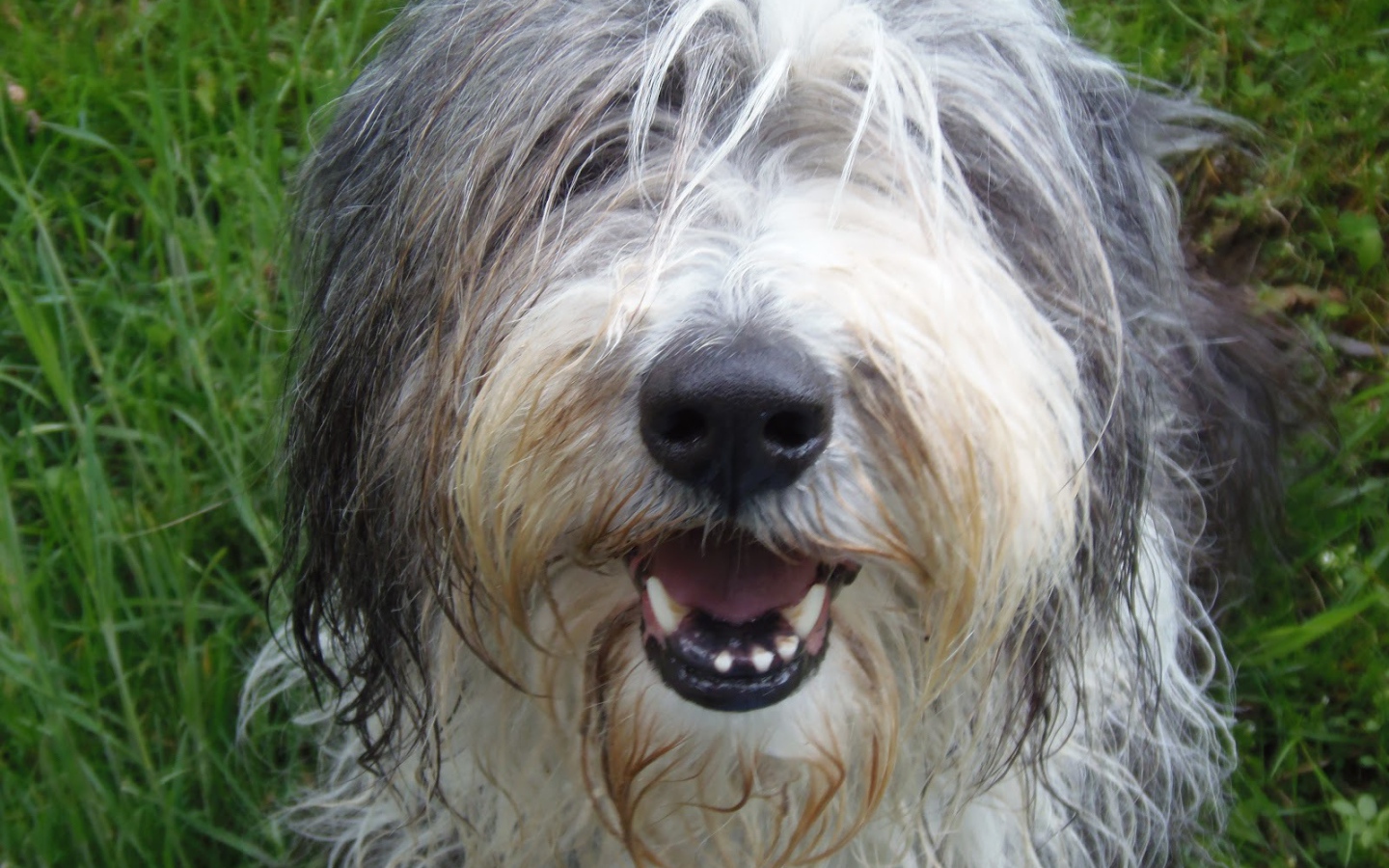 Мордашка собаки породы бобтейл