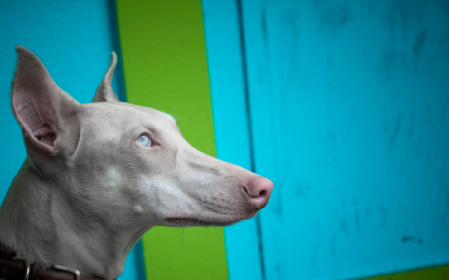 Морда серой фараоновой собаки