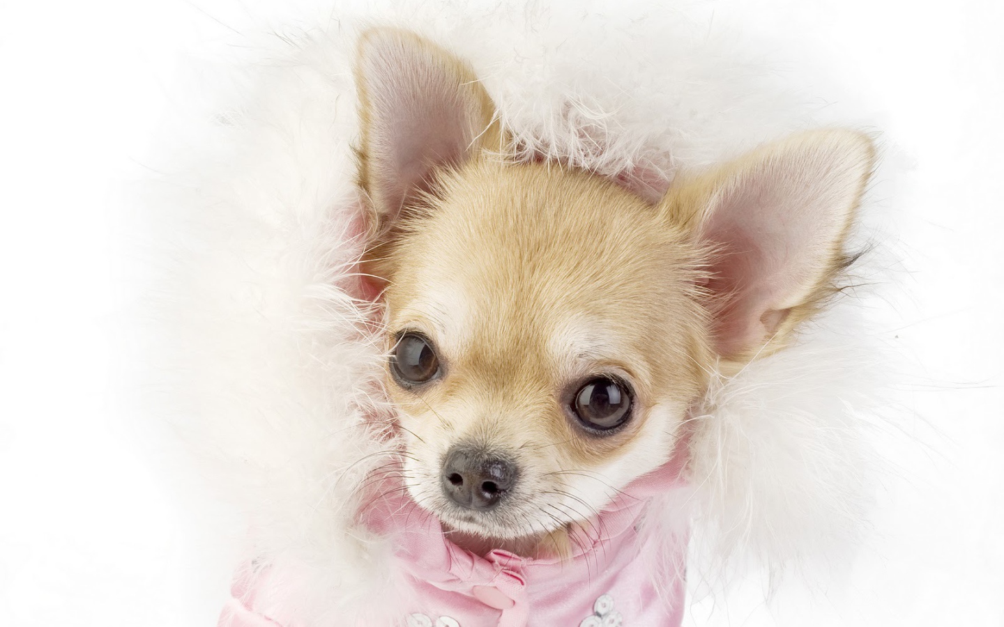 Ухоженная собака чихуахуа