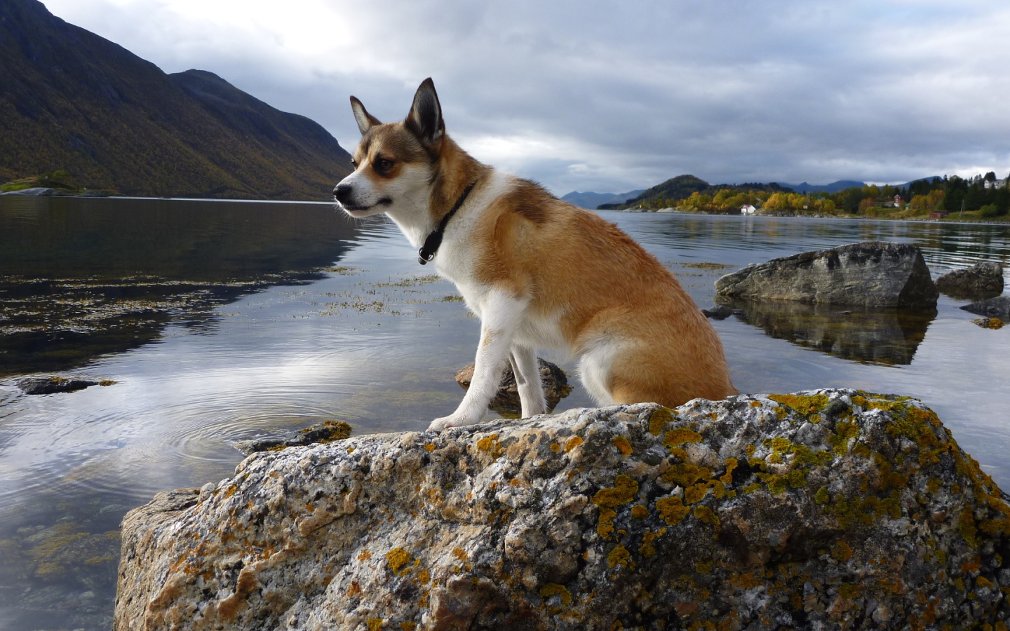 Норвежский лундехунд на камне