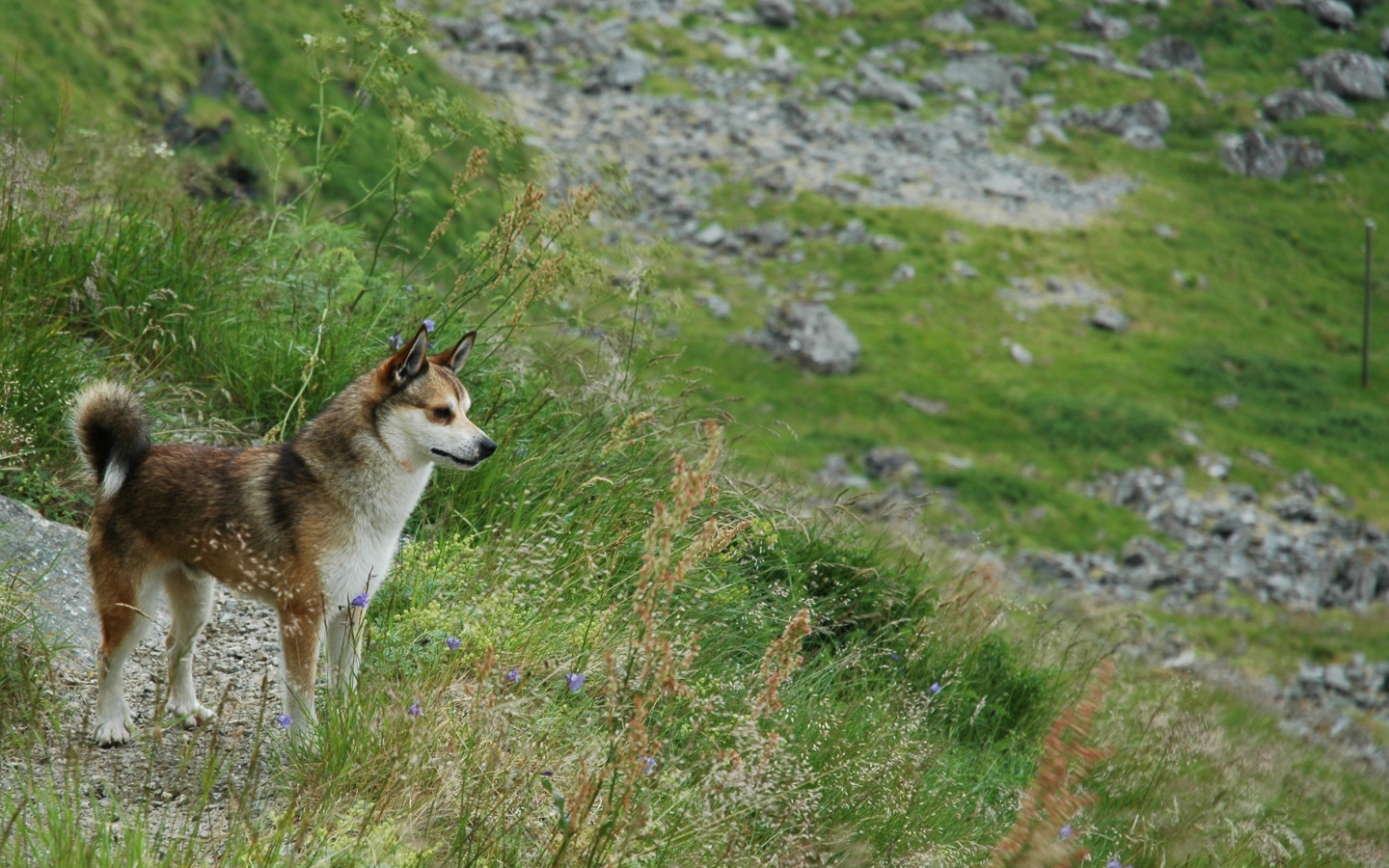 Норвежский лундехунд в горах