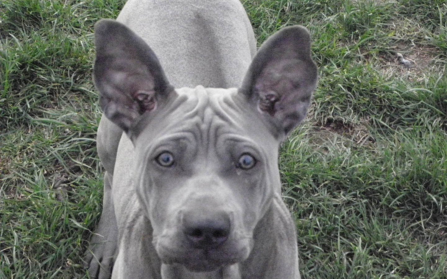 Ах этот взгляд тайского риджбека